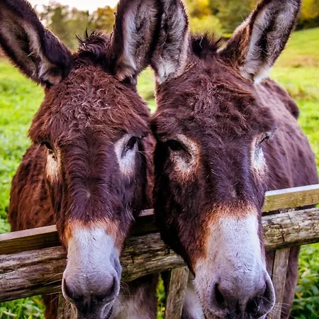 Bed and breakfast Le Pré Doré Bonneville-la-Louvet