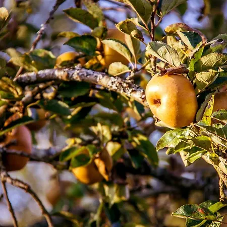 Bed and breakfast Le Pré Doré Bonneville-la-Louvet