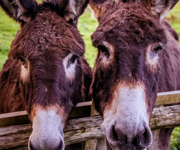 Bed & Breakfast Le Pre Dore Bonneville-la-Louvet