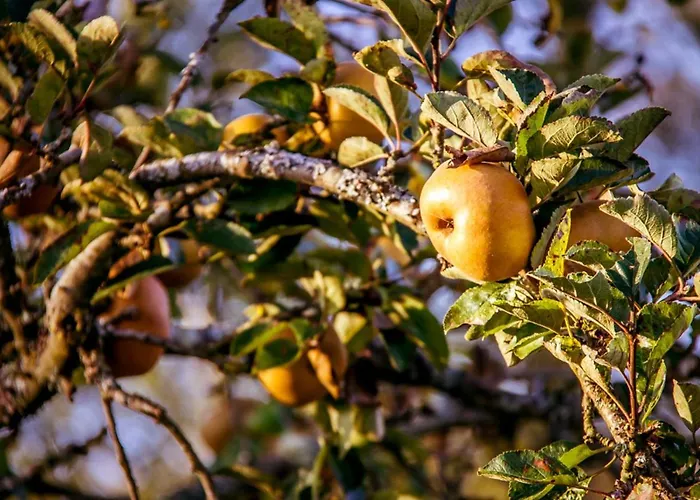 Bed & Breakfast Le Pre Dore Bonneville-la-Louvet