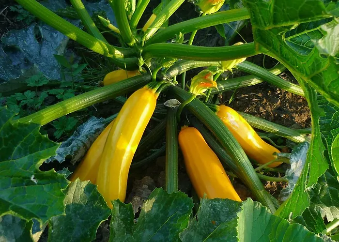 Le Pre Dore 3* Bonneville-la-Louvet